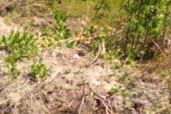 DuckEggs
