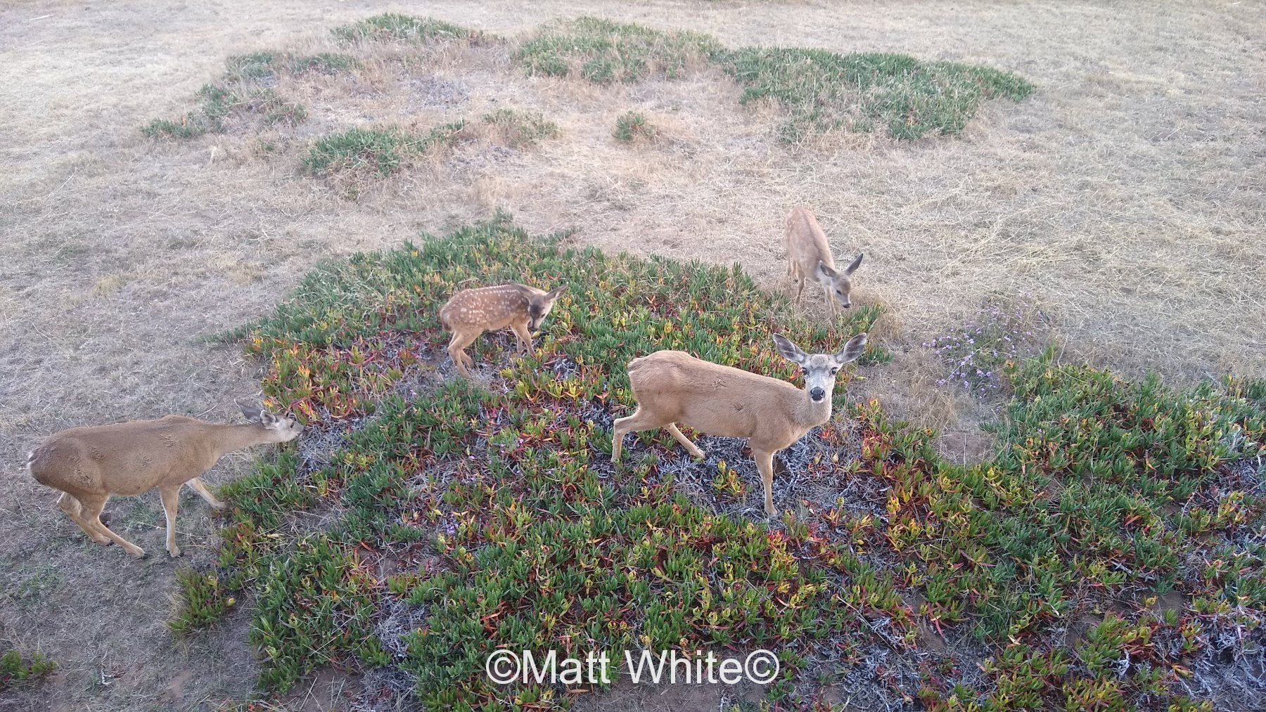 Deer at the beach!